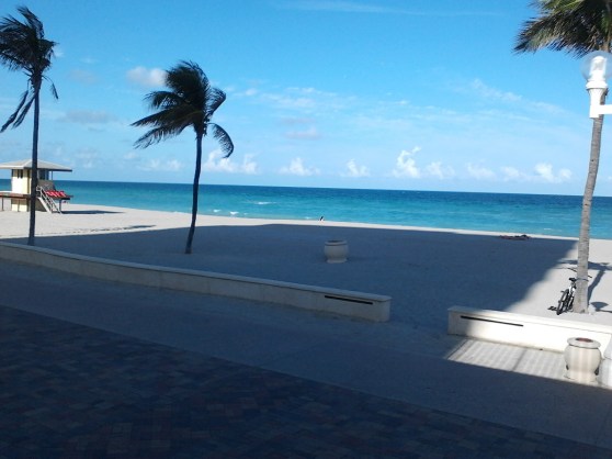 hollywood beach trees