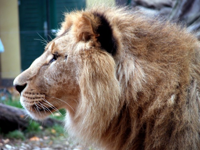 Lion
