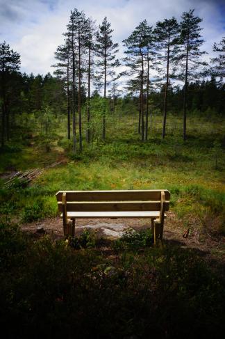 bench-in-woods