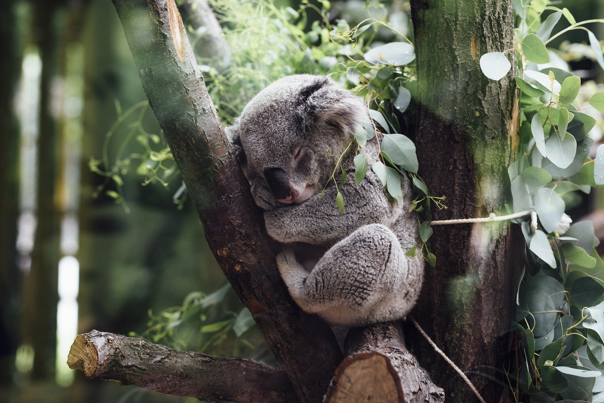 koala sleeping